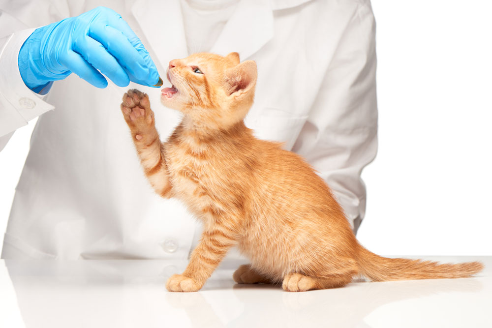 Ginger kitten being given a pill by hand