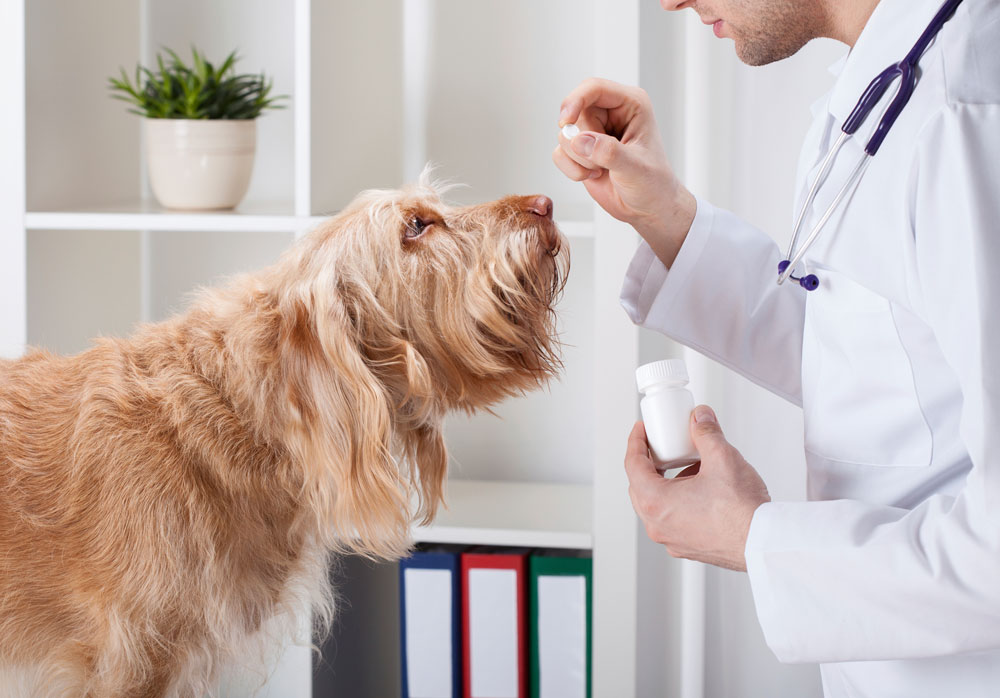 Dog with a veterinarian holding a medication bottle