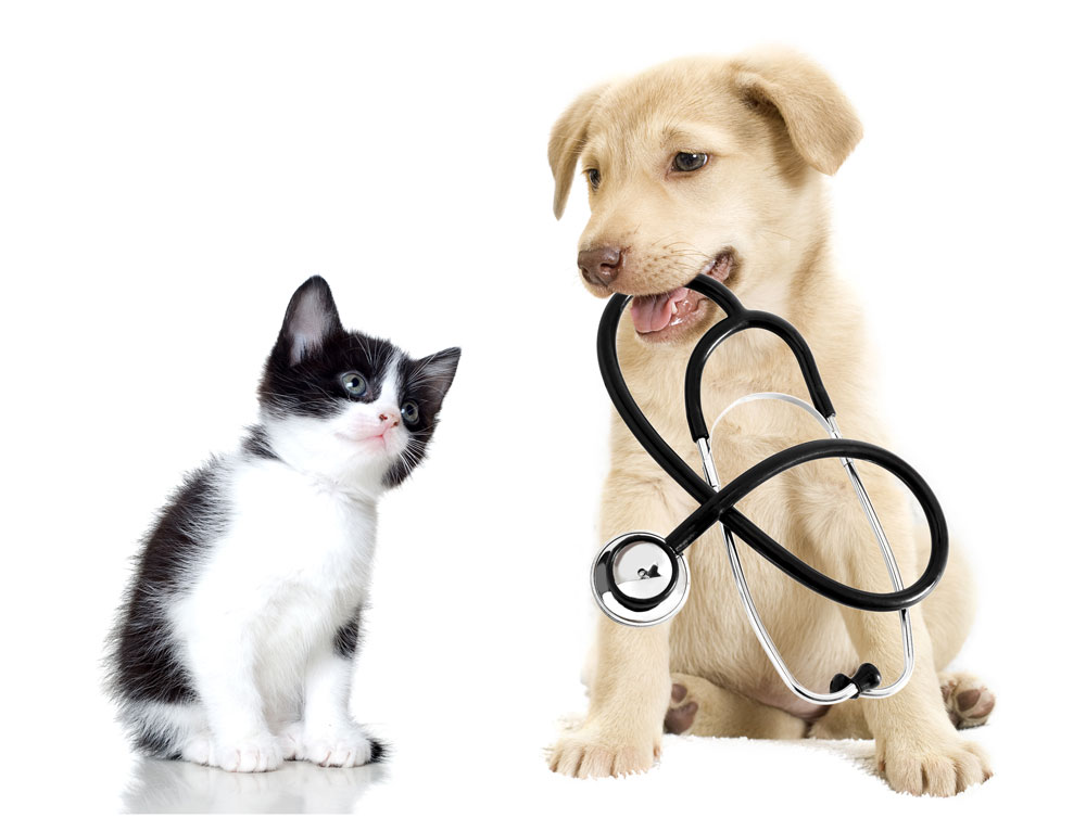 Canadian pharmacy deals for pet meds